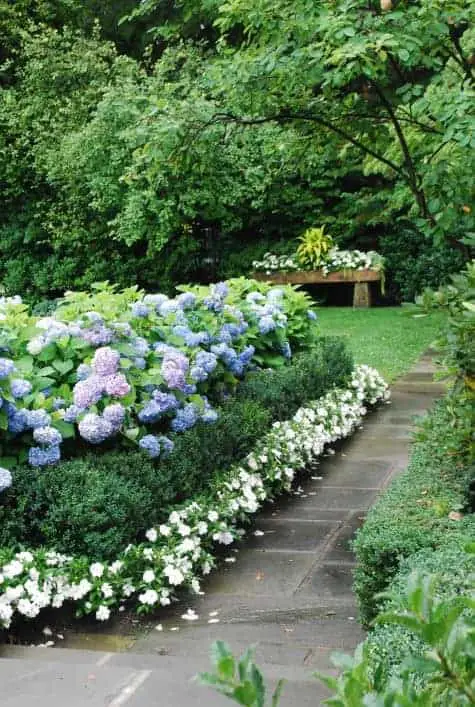 Blue Hydrangeas, Boxwood, and White Impatiens | 1001 Gardens