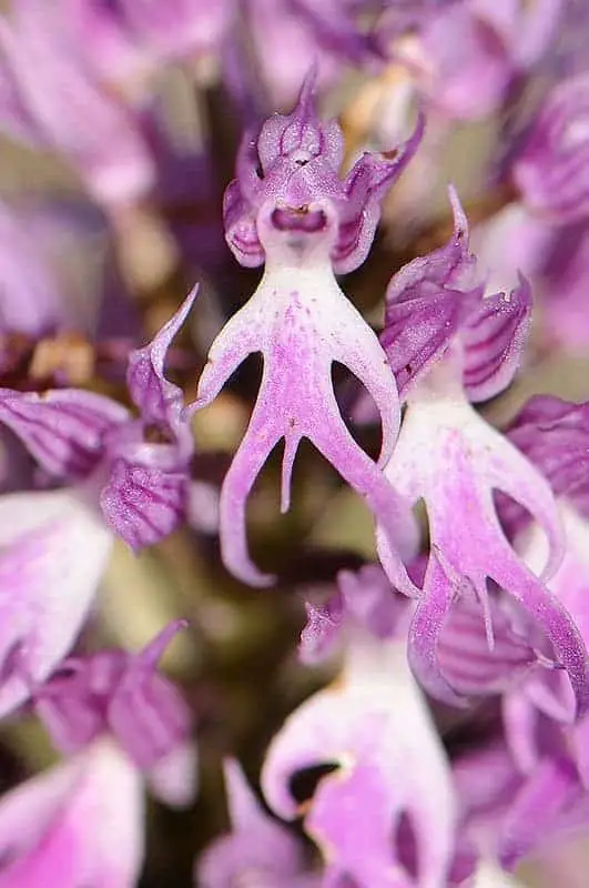 Naked Man Orchid: Amazing Orchis Italica Flower - 1001 Gardens