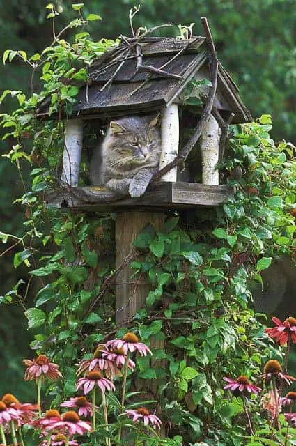 Cat Waiting for Birds 35 - Bird Feeders & Houses