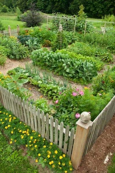 Vegetable Garden 35 - Flowers & Plants