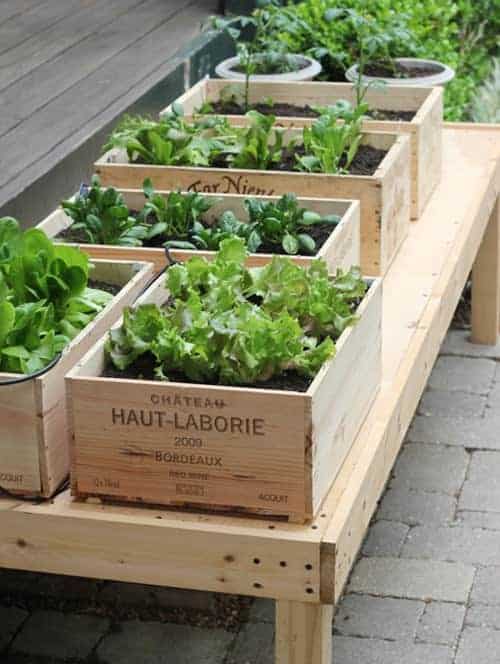 Herbs Garden in Wine Boxes