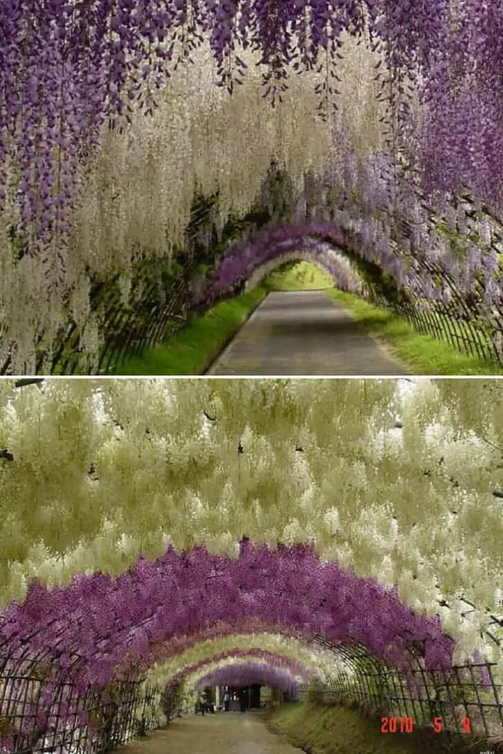 Flower Tunnel in the Kawachi Fuji Garden