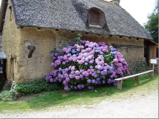 Giant bouquet