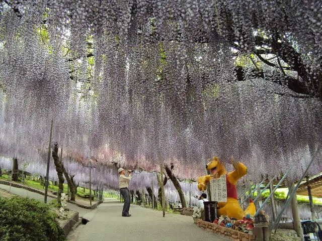 Kawachi-Fuji-Garden-Wisteria-2