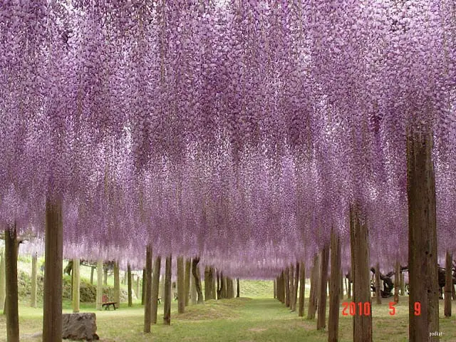 Kawachi-Fuji-Garden-Wisteria-4