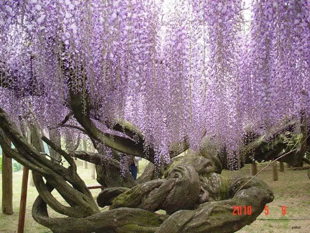 Kawachi-Fuji-Garden-Wisteria-5