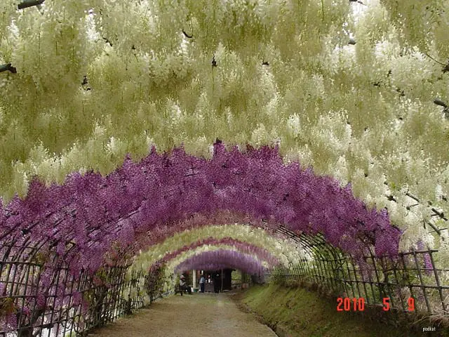 Kawachi-Fuji-Garden-Wisteria-6