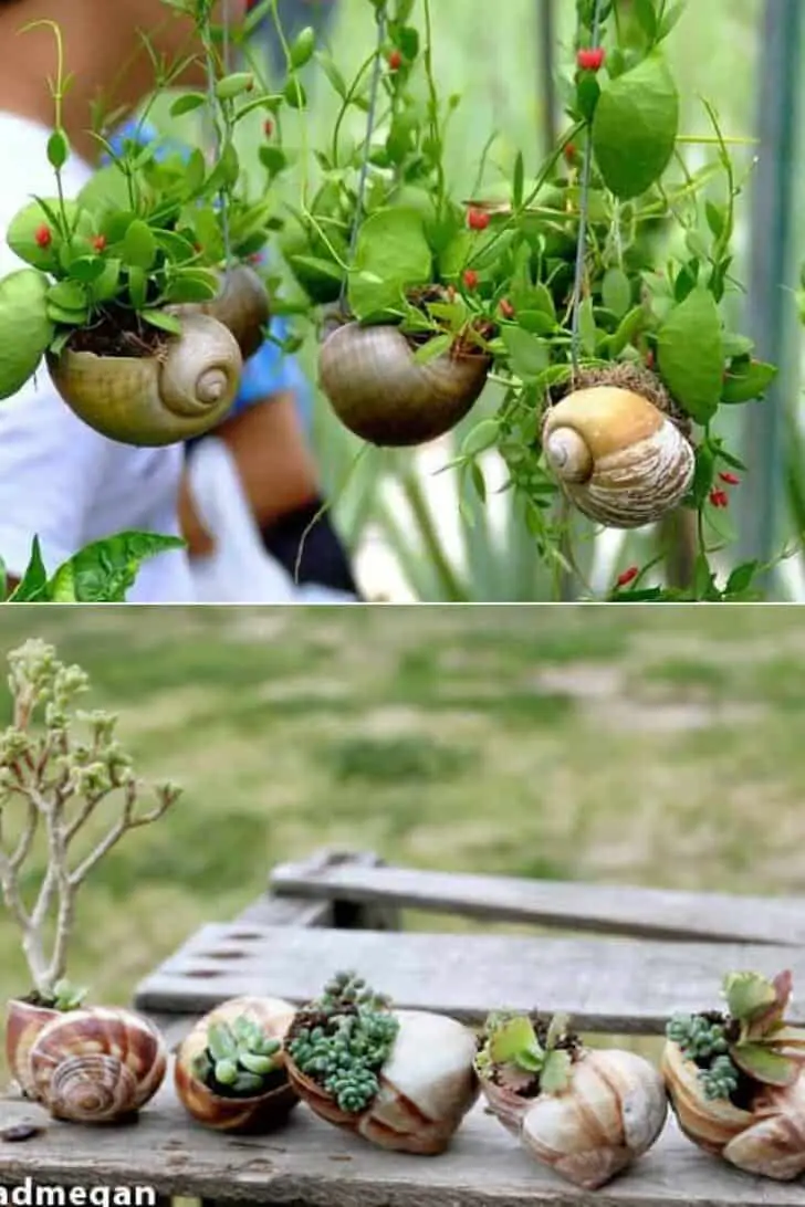 Snail Shell Mini Garden