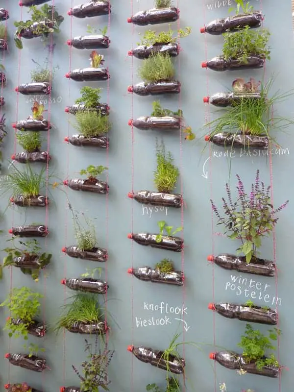 Suspended Bottles Herb Garden