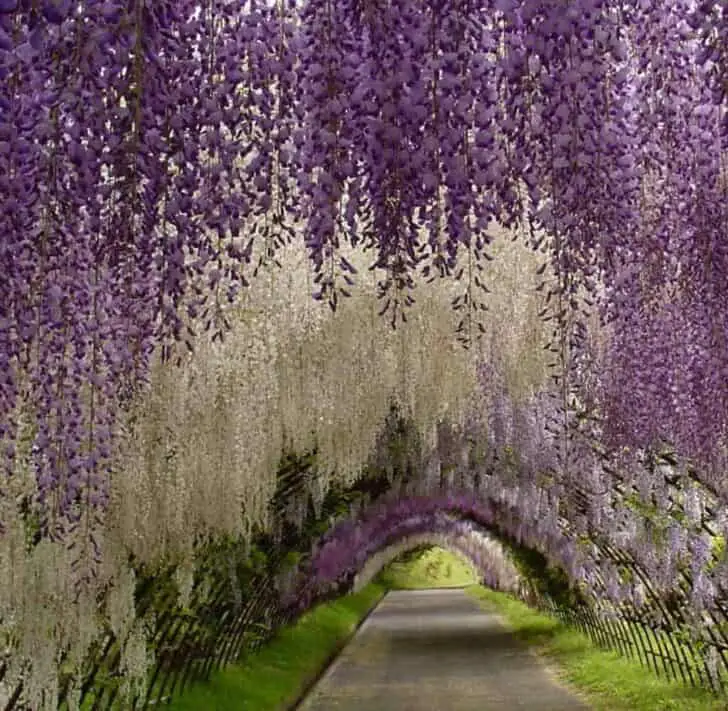 kawachi-fuji-garden-2