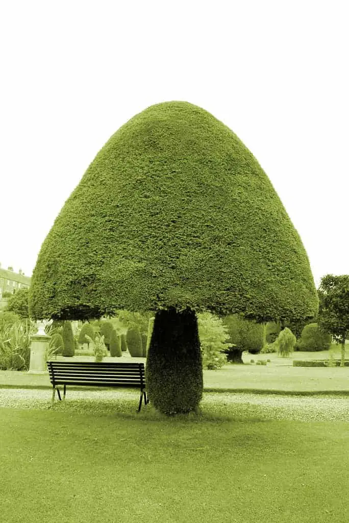 Mushroom Tree 1 - gardendesign