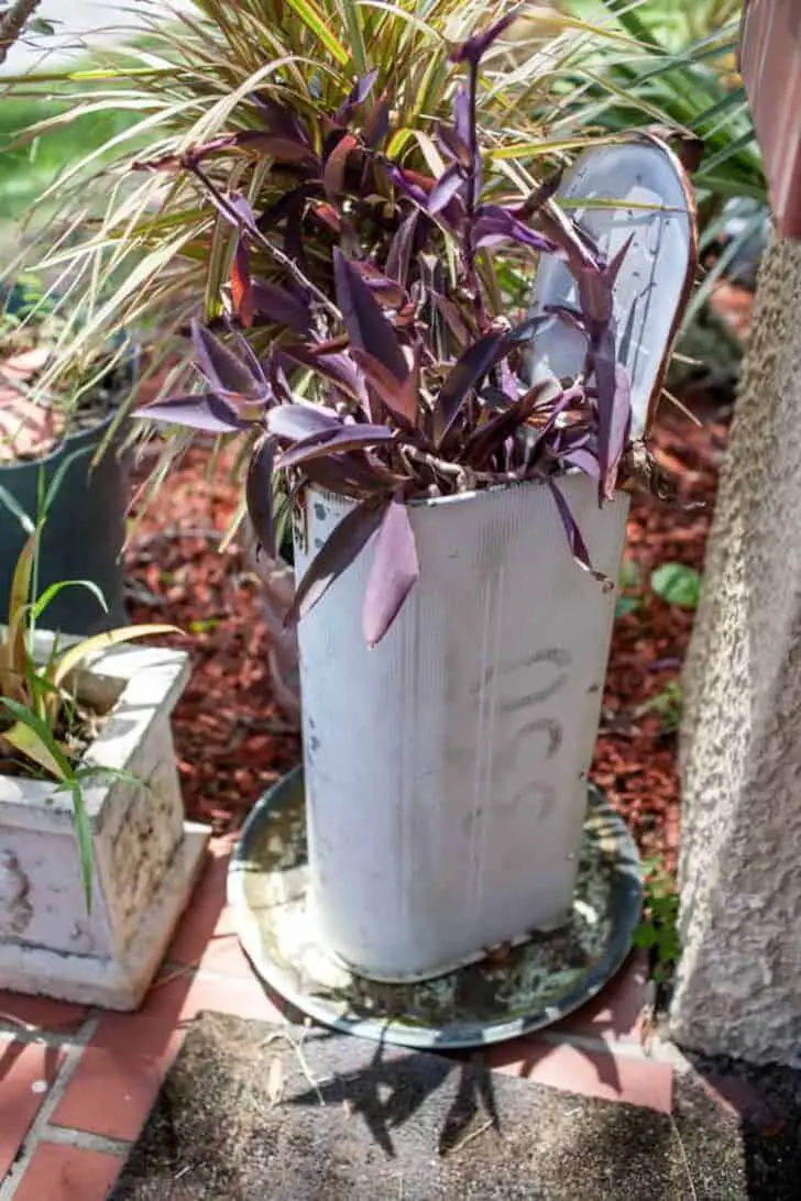 Mail Box in the Garden 1 - Flowers & Plants