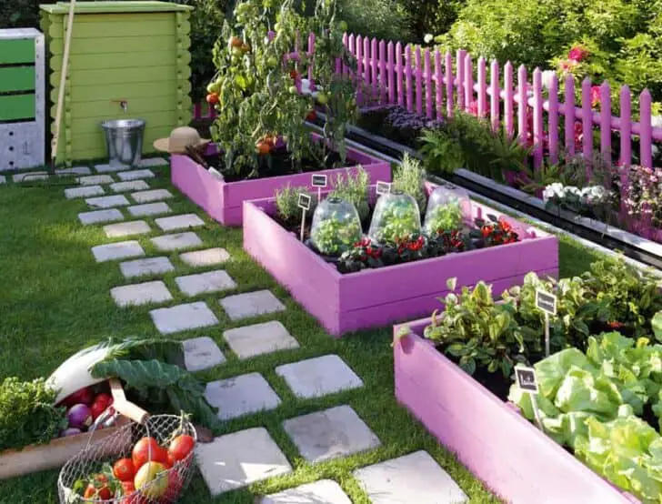 Girly Vegetable Garden 1 - vegetable