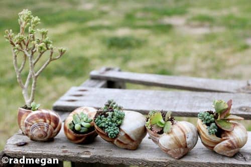 snail-shell-garden2