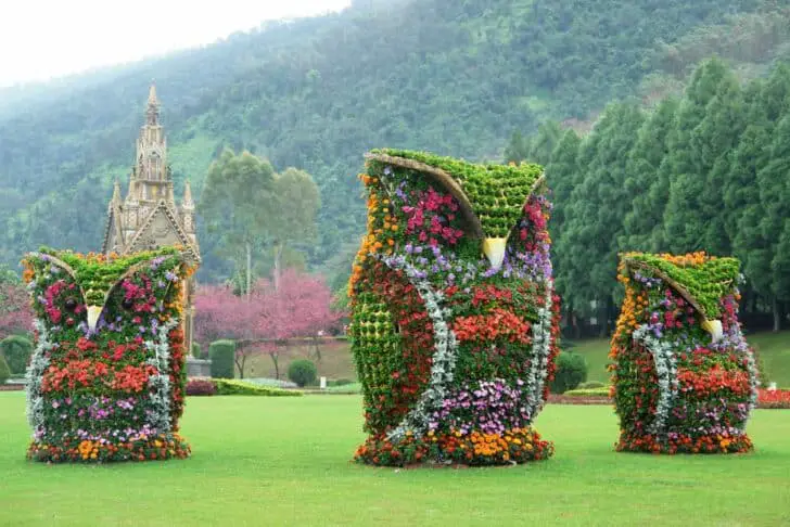 owl-flowers