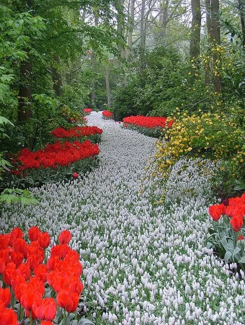 A Path of White Flowers in the Keukenhos Garden (Netherlands) 4 - Garden Decor
