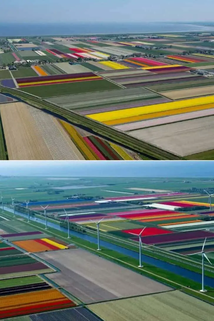 Aerial Photographs of Tulip Fields in the Netherlands