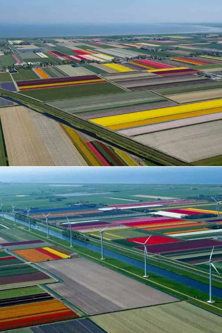 Aerial Photographs of Tulip Fields in the Netherlands • 1001 Gardens