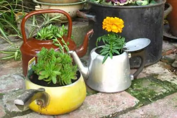 Upcycled Tea Kettle Planters 29 - Flowers & Plants