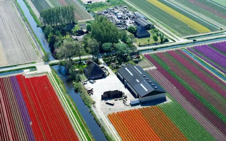 tulips-barn_2470254k