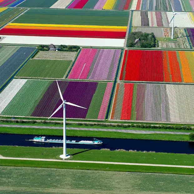 tulips-turbines_2470266k