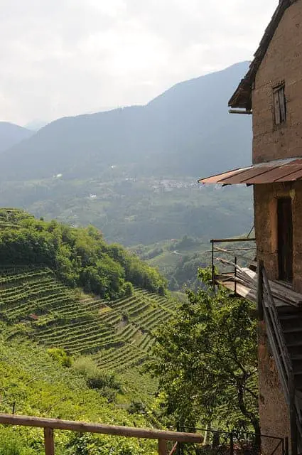 Vineyards Landscape in Italy 7 - Landscape & Backyard Ideas