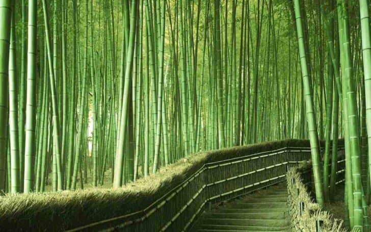 Arashiyama3