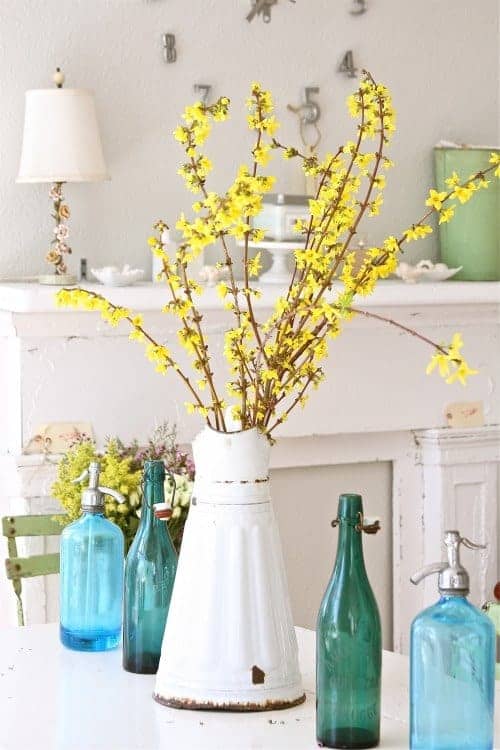 Forsythia0