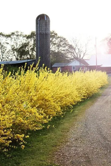 Forsythia1