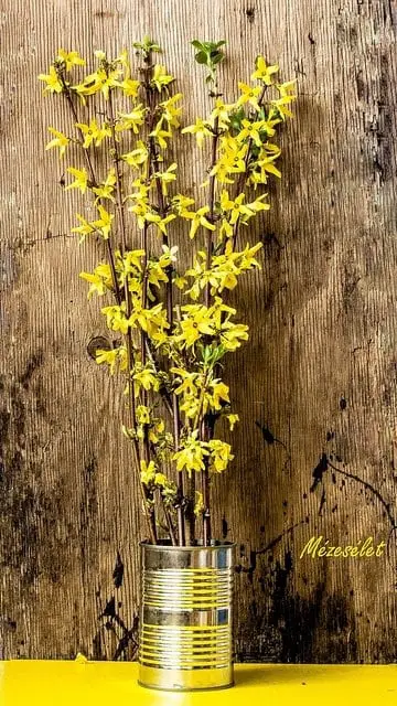 Forsythia2