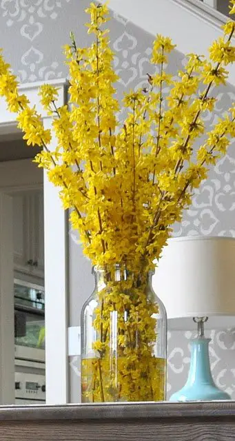 Forsythia3