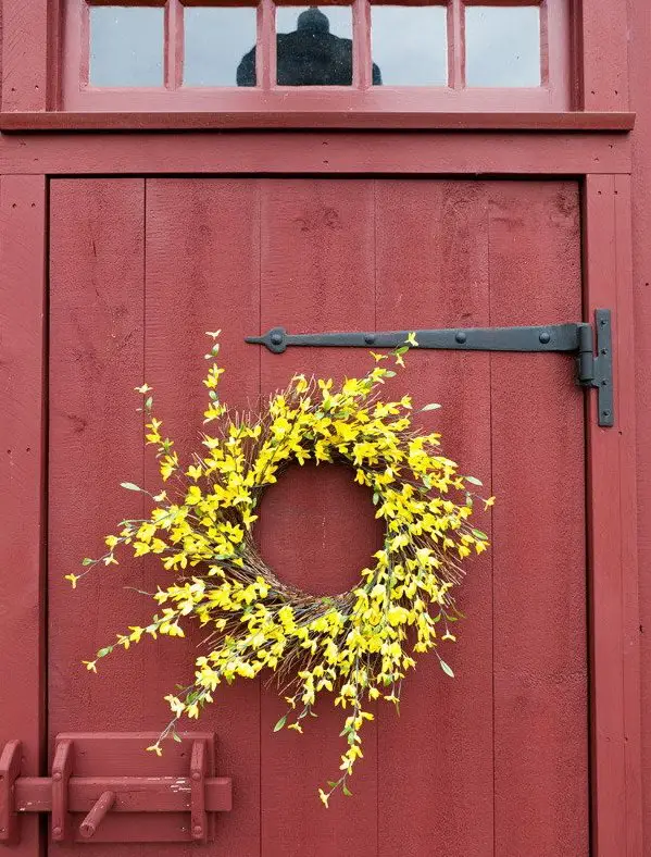 Forsythia4