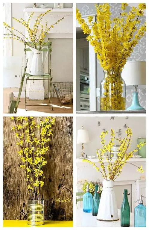 Forsythia Blooming and Decoration Ideas 18 - Flowers & Plants