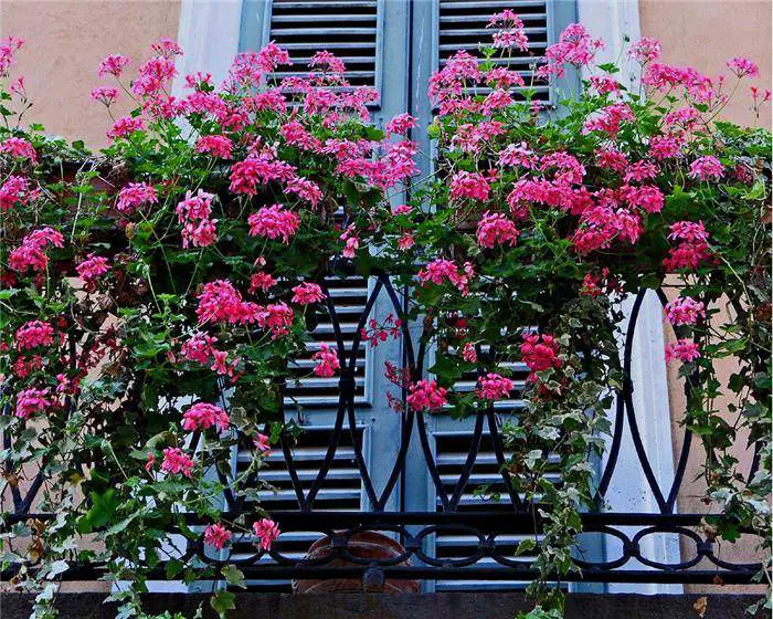decorative covers for string lights Balcony garden gardens juliet flowers flower balconies kerala plants 1001gardens exterior 1001 terrifying history beauty floor balkon architecture