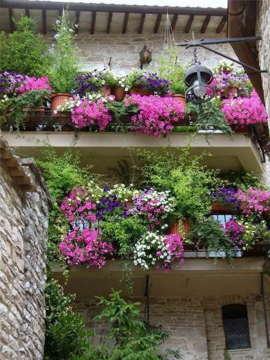 Balcony Garden 5 - Flowers & Plants