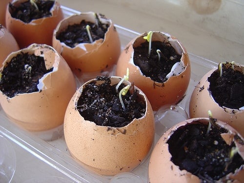 egg-shell-planters