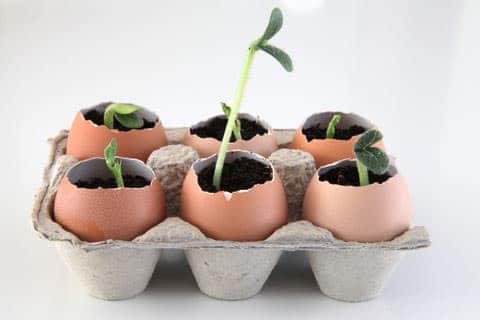 eggshell-seedling