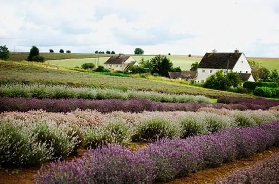 Lavender Landscape 4 - Lavender