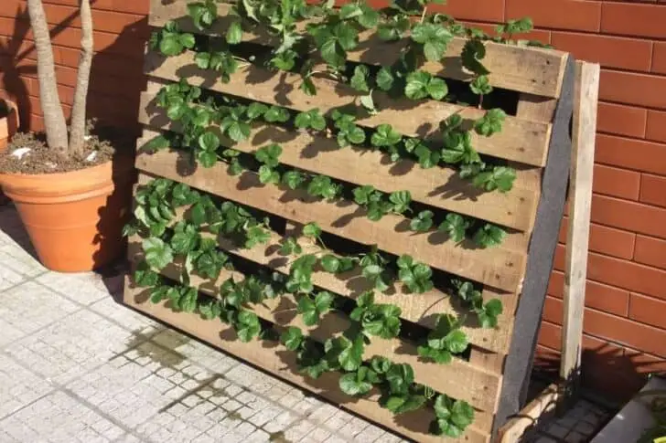 Pallet Used as Strawberries Garden 18 - Flowers & Plants