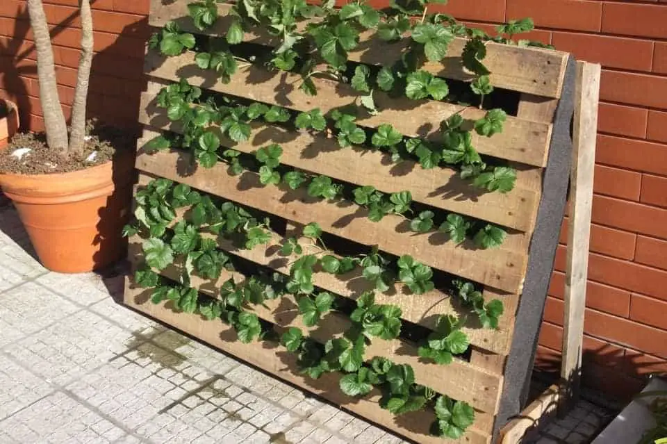 Pallet Used as Strawberries Garden • 1001 Gardens