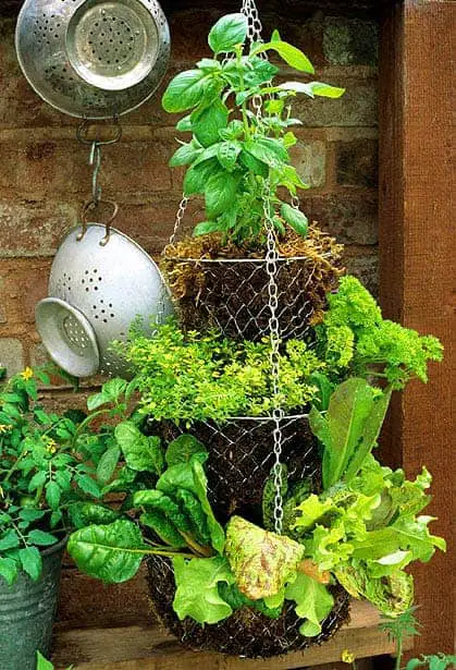 A Hanging Basket Can Harbour a Productive Herb Garden