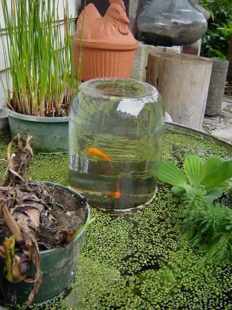 Diy : Fish Elevator with a Jar 1 - Flowers & Plants