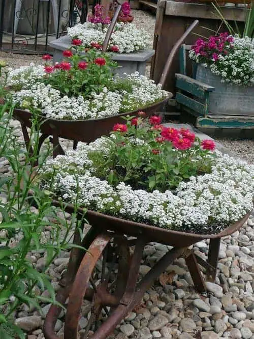 wheelbarrow-planting