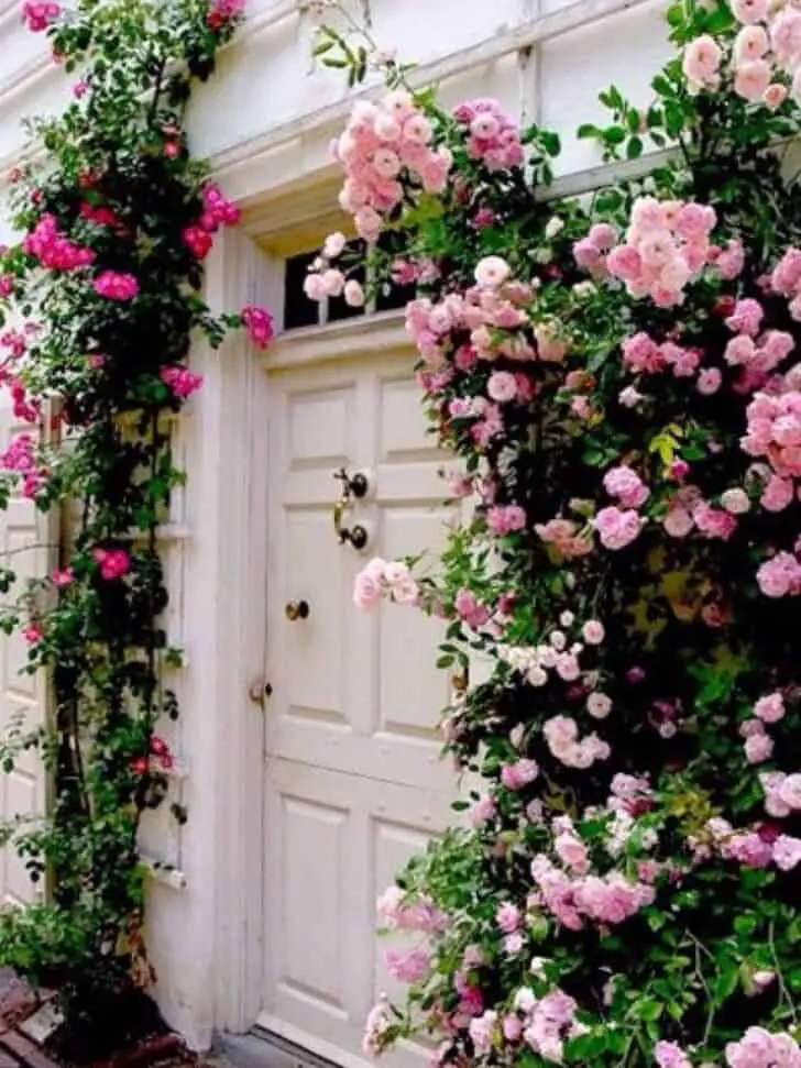 Climbing Roses 4 - Flowers & Plants