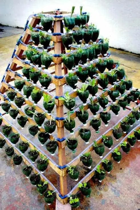 Salad Vertical Garden 13 - bottle