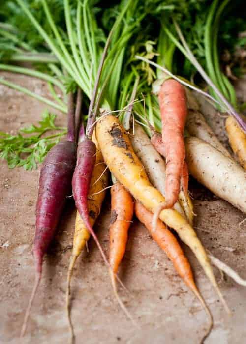 Carrots Are Orange for Political Reasons ! 15 - Flowers & Plants