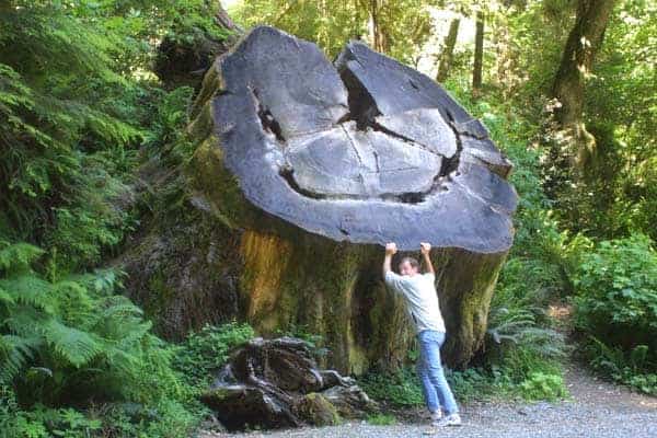 Giant Stump 14 - Flowers & Plants