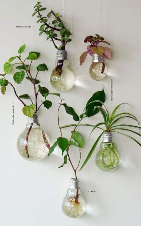 lightbulb indoor gardening