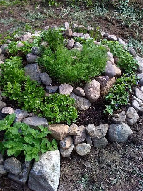 Outdoor Spiral Herb Garden 19 - Flowers & Plants