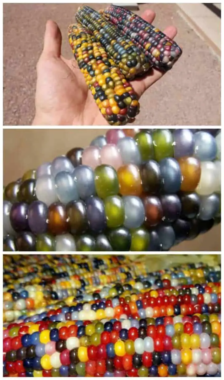 Glass Gem Corn (Also Called Rainbow Corn) 13 - Garden Decor